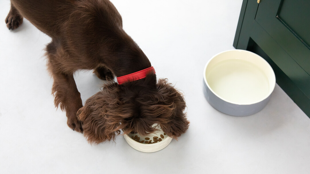 What food do outlet dogs eat